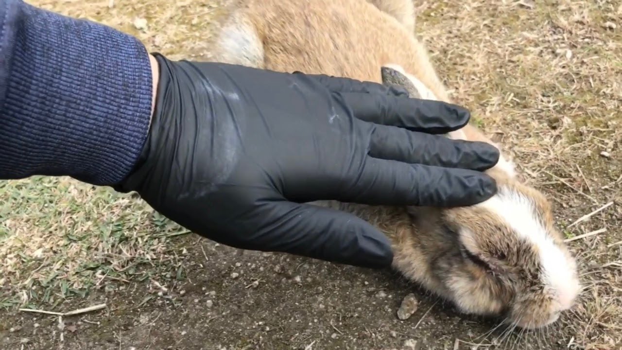 I smooshed the bunny flat with my petting!