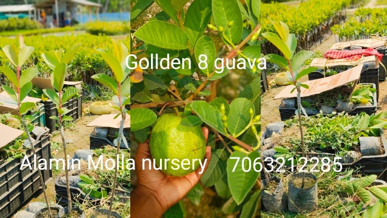 Gollden 8 guava Alamin Molla Nursery west bengal kolkata north 24 parganas 7063212285