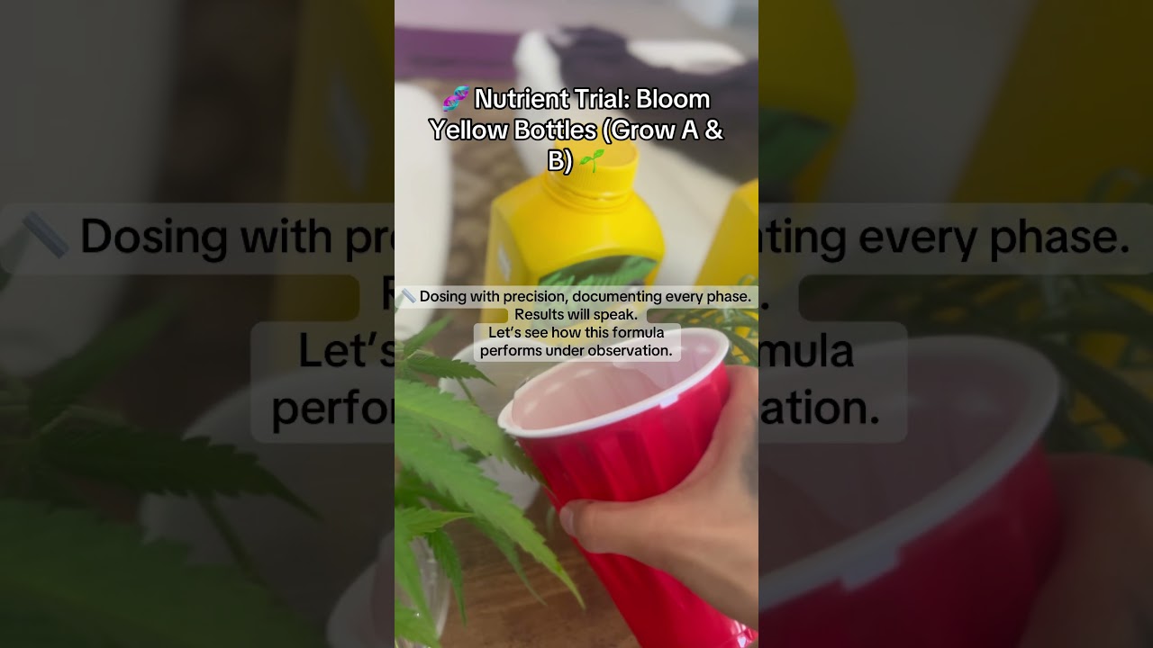 This cycle, I&rsquo;ve integrated the Bloom Yellow Bottles GROW A&B into my veg phase