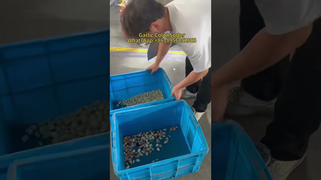 Garlic color sorter/garlic color sorting machine--WhatsApp:+8618956052563 #colorsorter #coloursorter