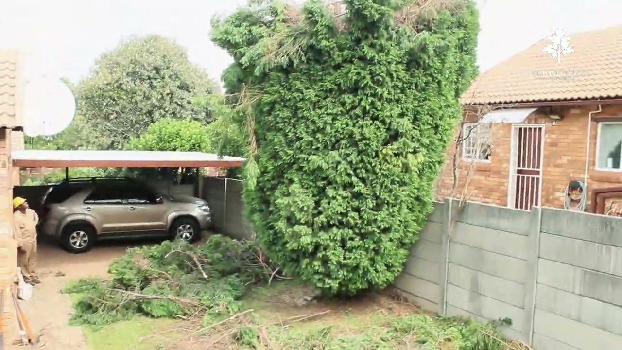 Another job right ✅️ Proud Tree Fellers live from Roodeport 