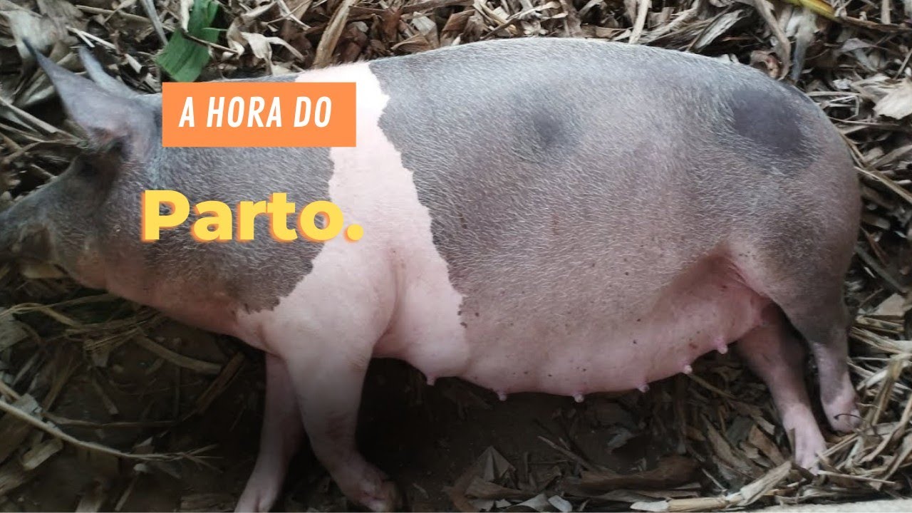 Como saber que a porca vai parir? Quais as características de uma porca quando vai parir?