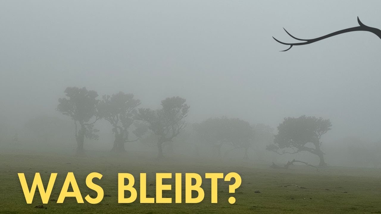 Fanal Madeira – was vom mystischen Nebelwald bleibt