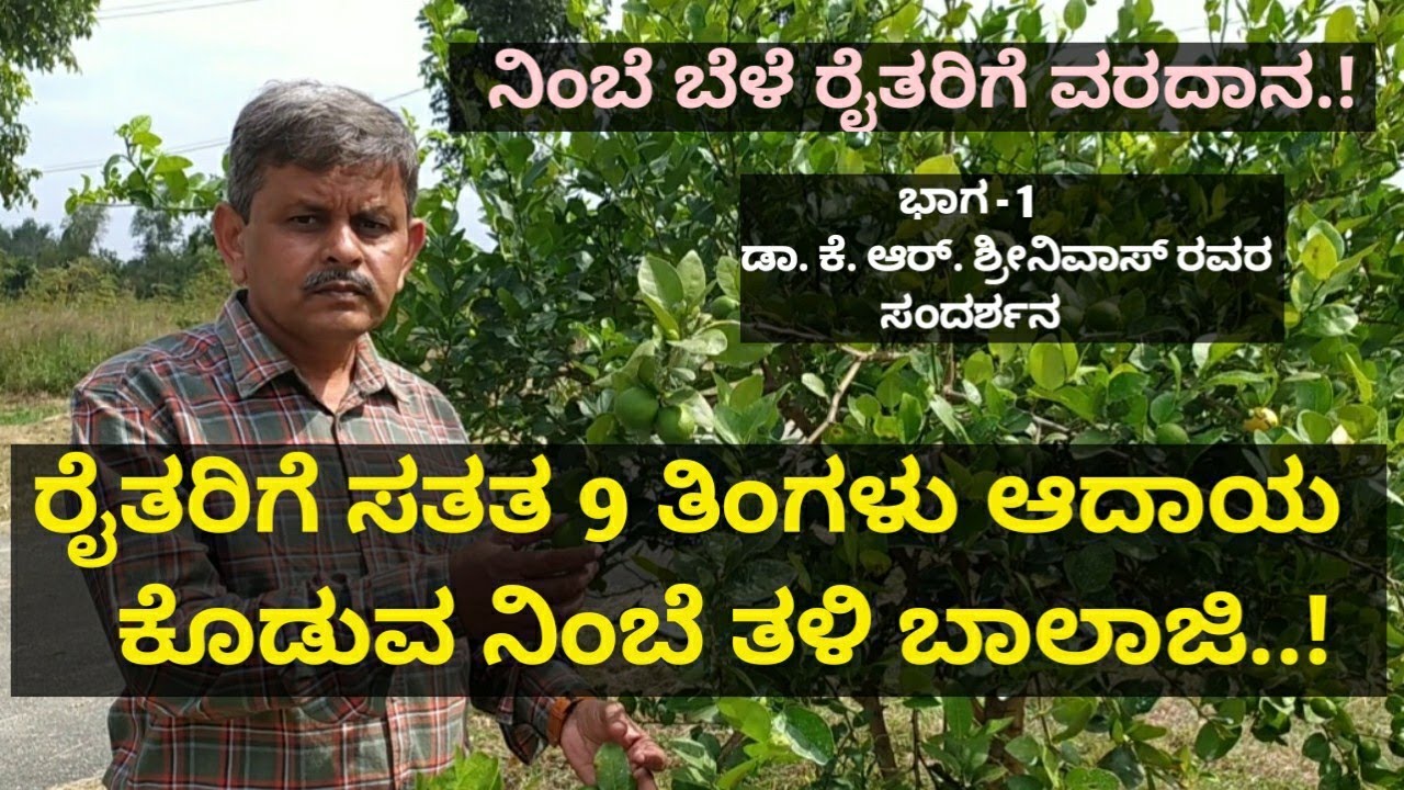 ರೈತರಿಗೆ ಸತತ 9 ತಿಂಗಳು ಆದಾಯ ಕೊಡುವ ಬಾಲಾಜಿ ತಳಿ ನಿಂಬೆ.!ಕಡಿಮೆ ಜಮೀನು ಇದರೆ ನಿಂಬೆ ಉತ್ತಮ ಬೆಳೆ.!