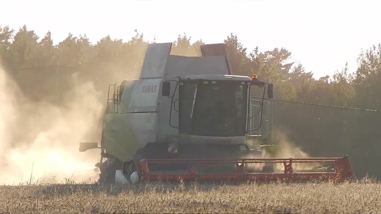 13 08 2023 AKCJA KOSZENIE PSZENICY U KOLEGI