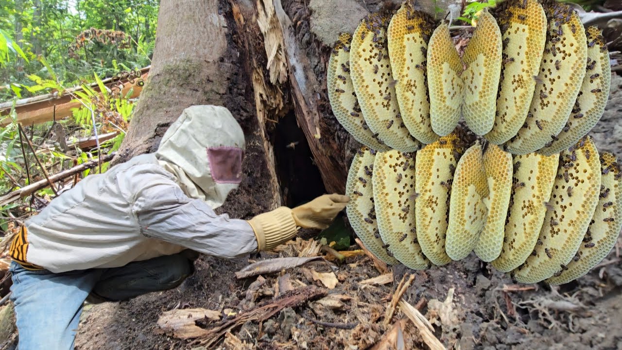 The Secret in the Tree Hollow - The Journey of Harvesting Honey