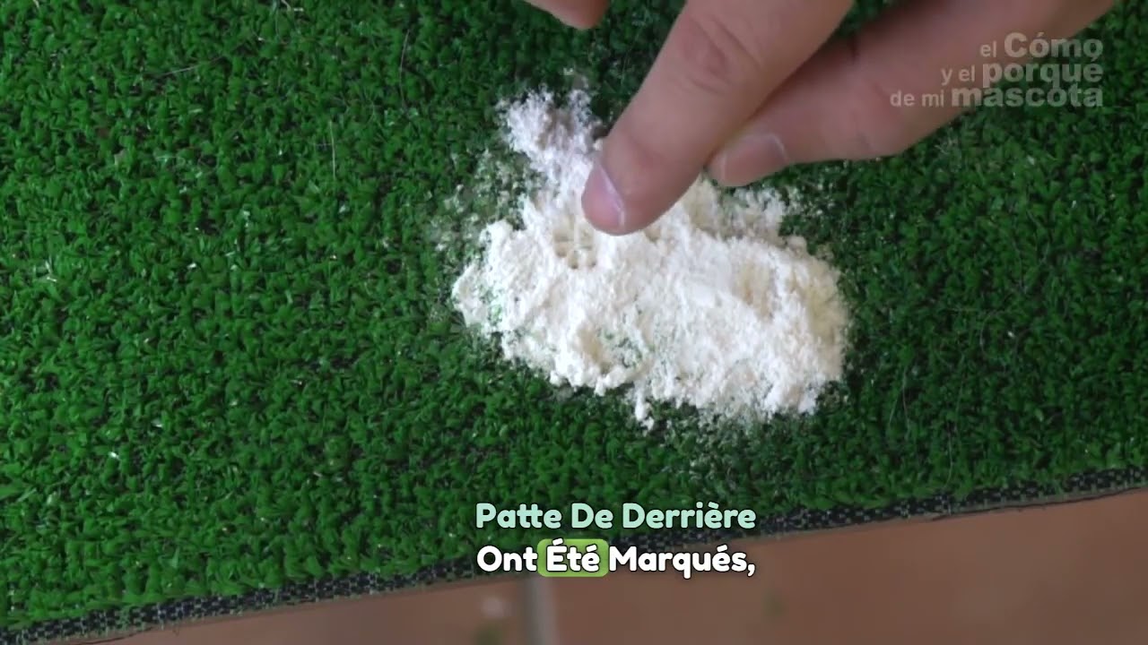 Hamsters - Comment retrouver un hamster perdu