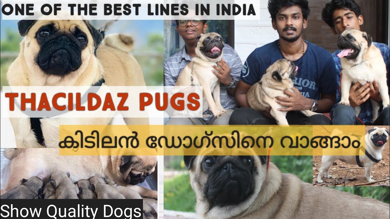 Pug |Dogs Kerala| അടിപൊളി ഡോഗ്സിനെ വാങ്ങാം | Rottweiler | German Shepherd | Labrador