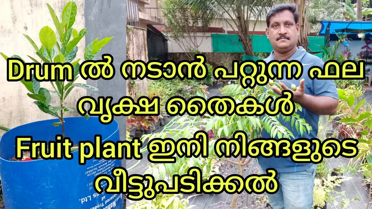 ഫലവൃക്ഷ തൈകൾ ഇനി നിങ്ങളുടെ വീട്ടുപടിക്കൽ