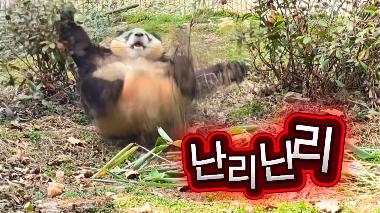 2/16 푸바오실시간 마감전 귀여운 푸질머리 😂😂 새로운 사육사님 푸야 신경 많이 써 주시네요^^