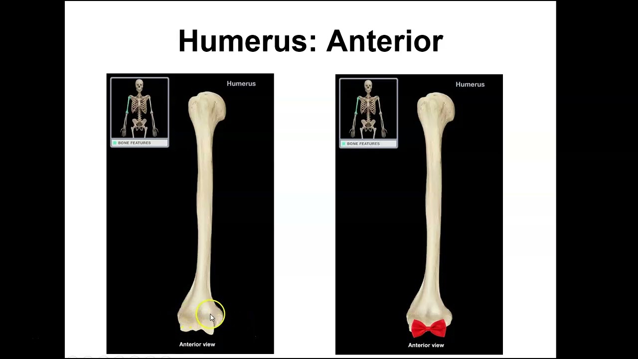 Pectoral girdle and upper limb