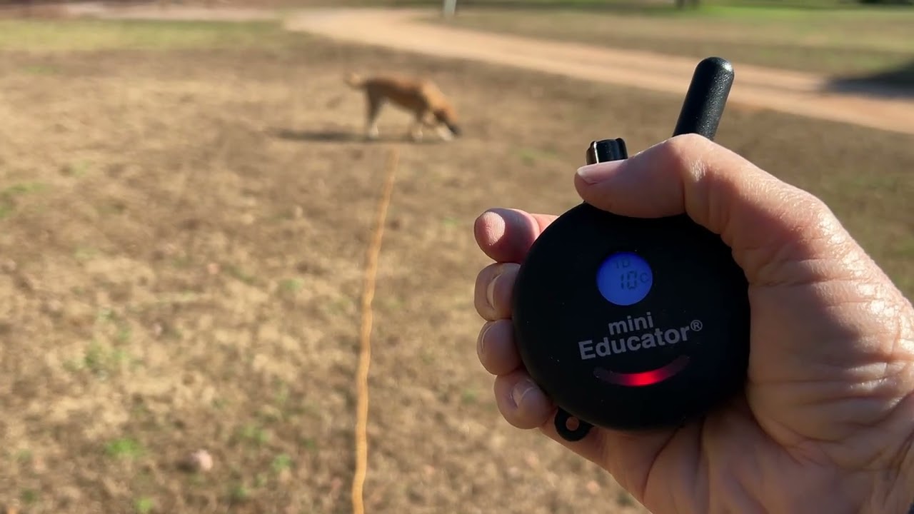 Fancy - first off leash session