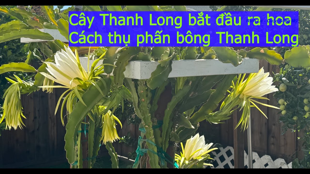 Cách thụ phấn bông Thanh Long cho dễ đậu trái; How to pollinate Dragon fruit flowers for more fruits