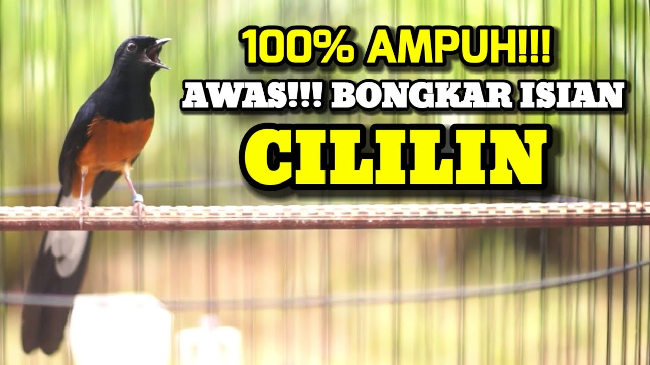 100% AMPUH MERANGSANG EMOSI DAN BONGKAR ISIAN CILILIN DENGAN SUARA MURAI BATU INI