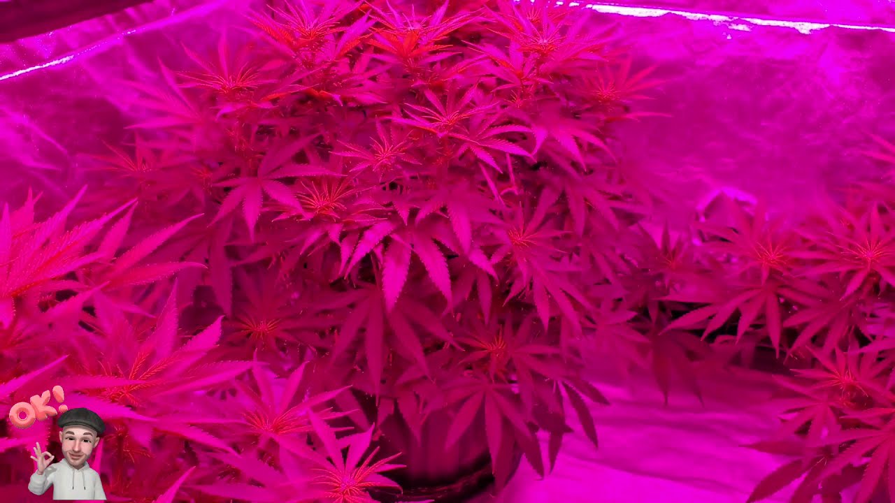 Week 1, Day 5 Of Flowering Under 4 1000w M Series Units! Time For Bud Ignitor!