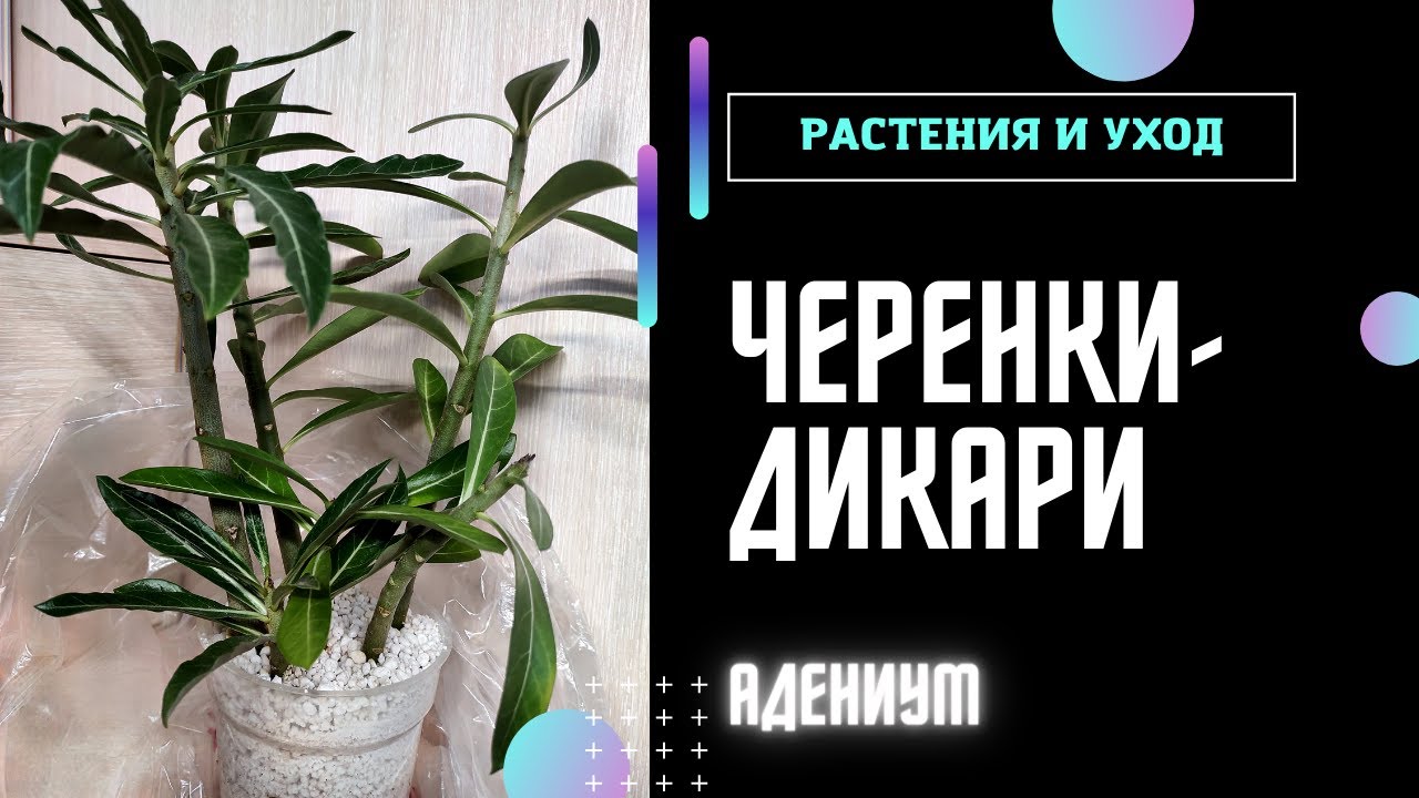 ЧЕРЕНКИ АДЕНИУМА в перлите и грунте #адениум #adenium