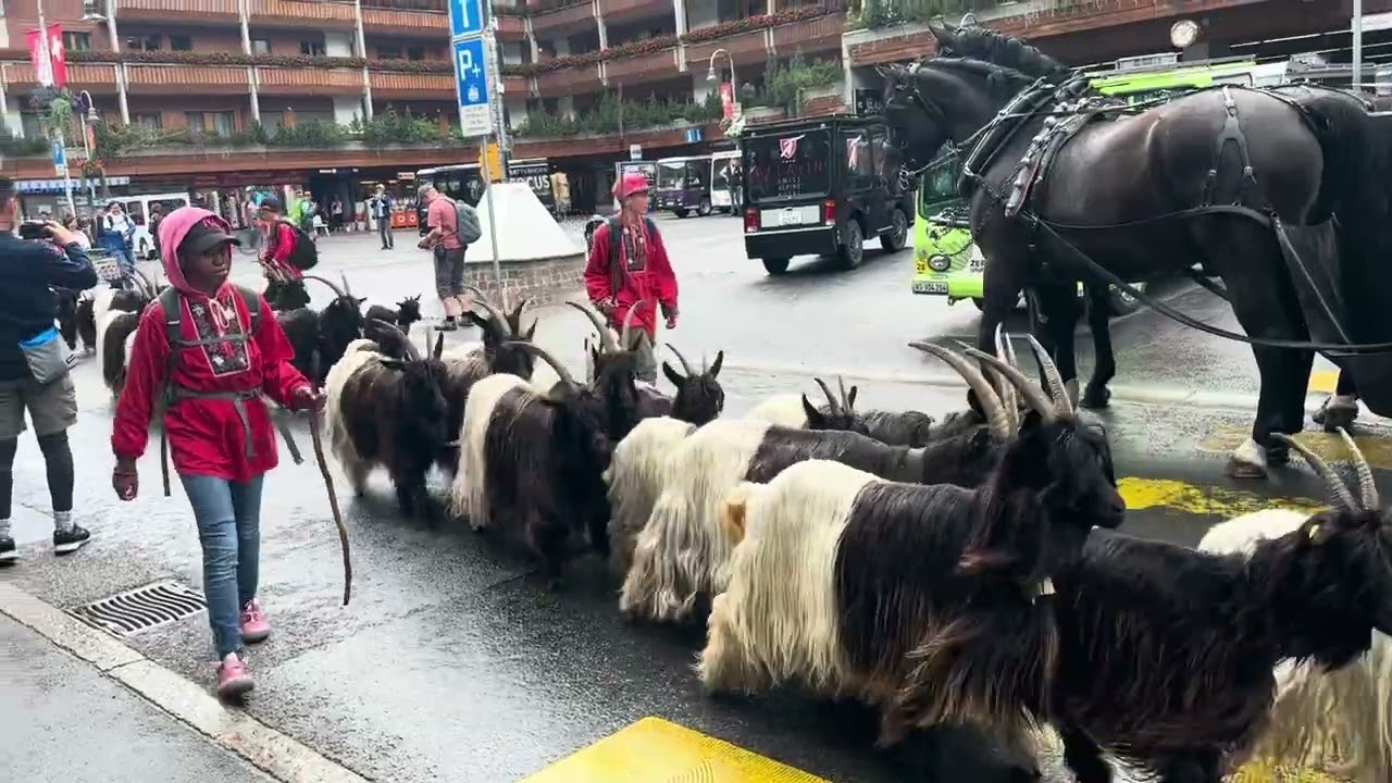 Valais Blackneck Goats at Zermatt
