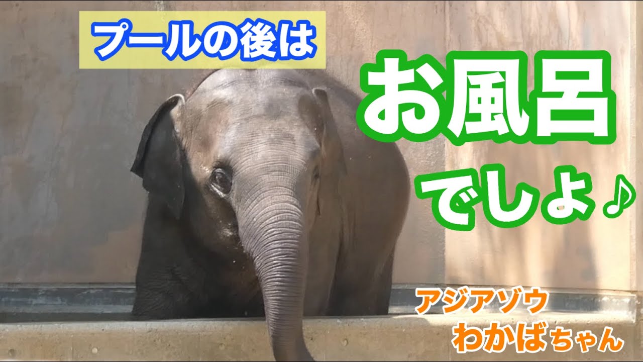 飼育員さんも思わず「可愛い❤️」を連発！ お風呂（？）で遊ぶ わかばちゃん