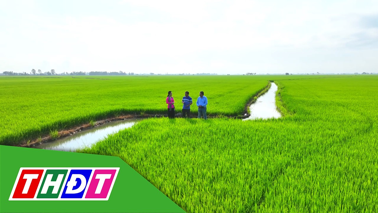 Tăng năng suất lúa cùng Reflect Xtra 325 SC | Syngenta Thông tin nông nghiệp - 1/3/2026 | THDT