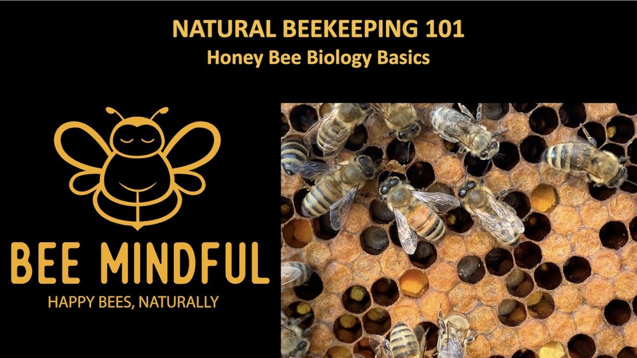 BEE MINDFUL Beekeeping 101   Honey Bee Biology Basics
