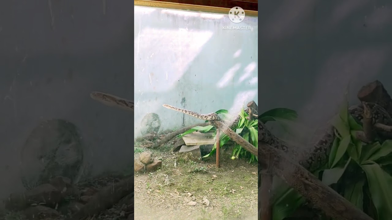 senkas# anaconda senk# zoo# animals # sambhaji nagar Maharashtra # aurangabad # sidharth park