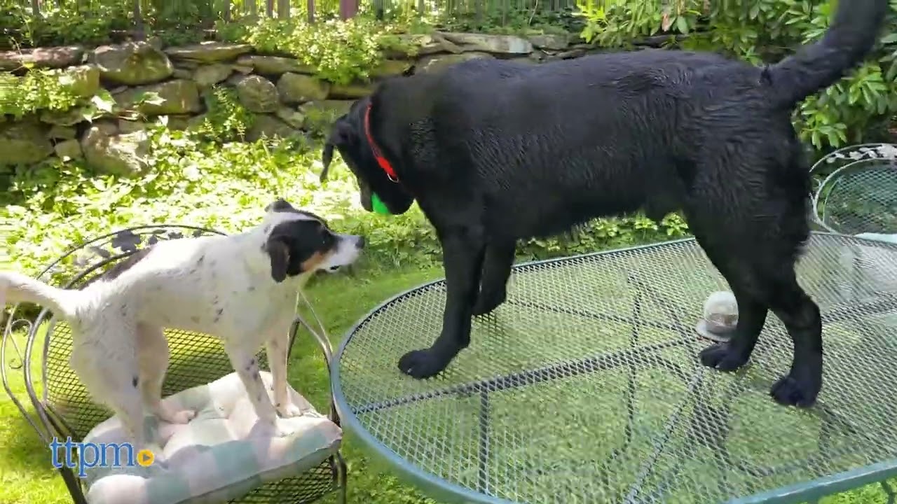 Dawg Cube Dog Toy from Ruff Dawg Review!