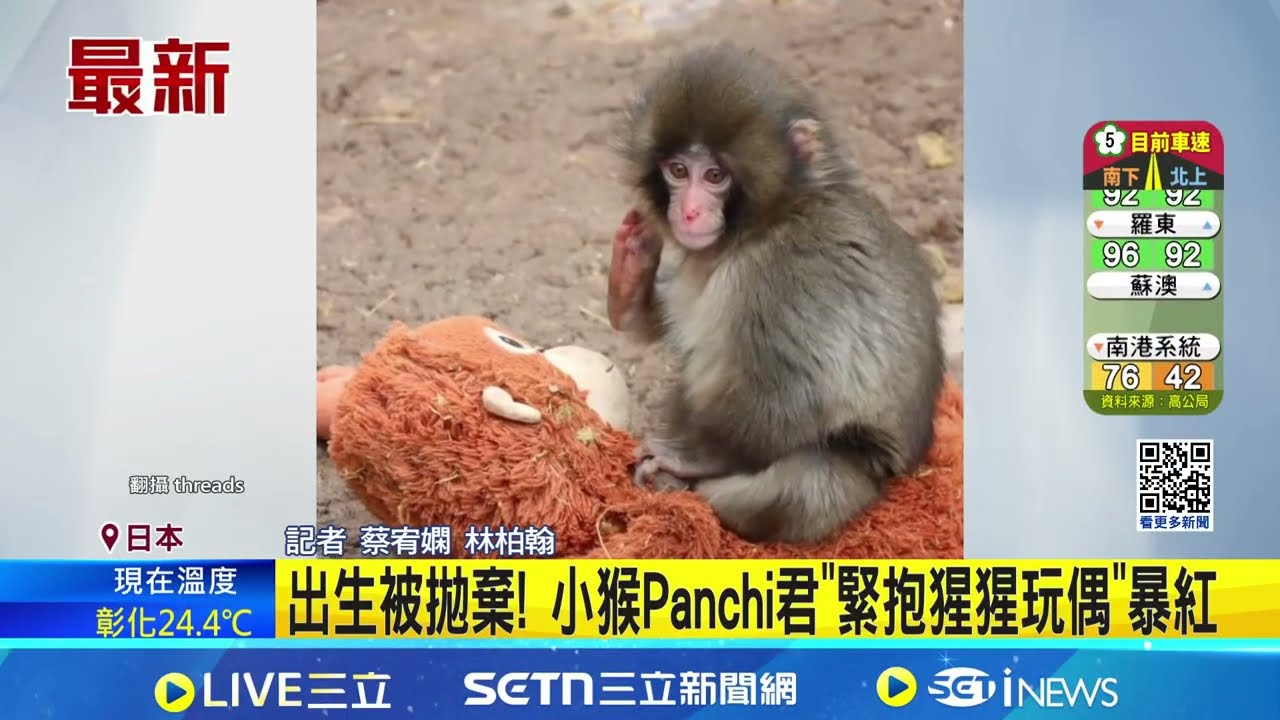 出生被拋棄! 小猴Panchi君