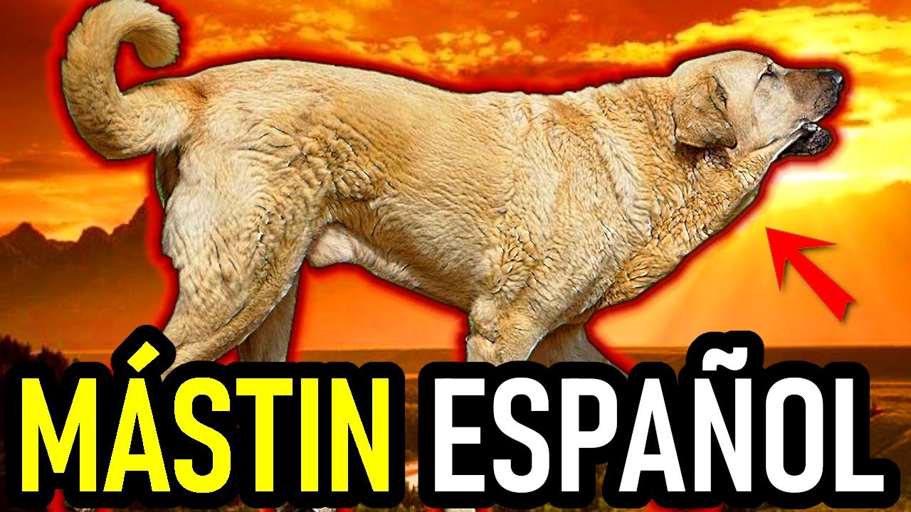 🇪🇸🐾 Mastín Español: El Guardián Gigante de España | Spanish Mastiff