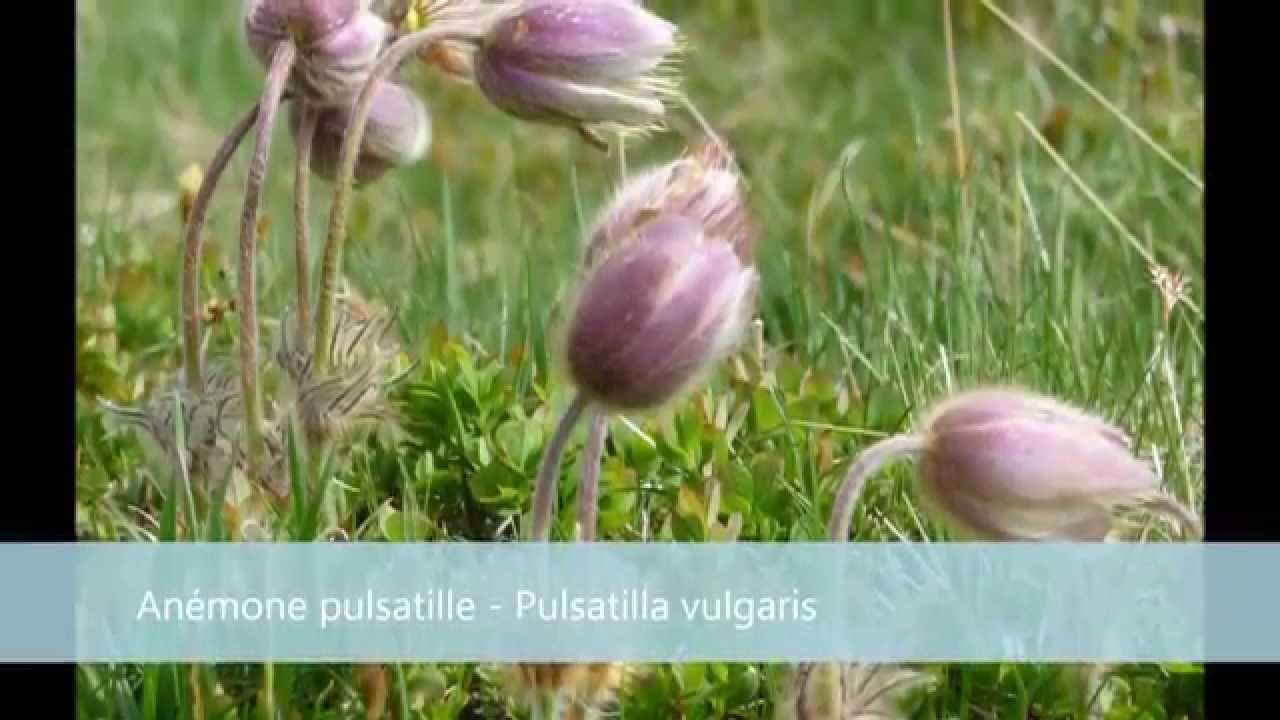 orchidées et fleurs d'auvergne