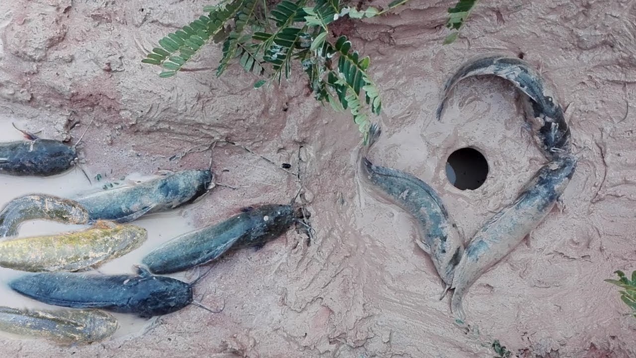 Amazing!Two Boy Dig Deep Hole Fish Trap-How To Make One Hole Fish Trap Using Fan Guard To Catch Fish