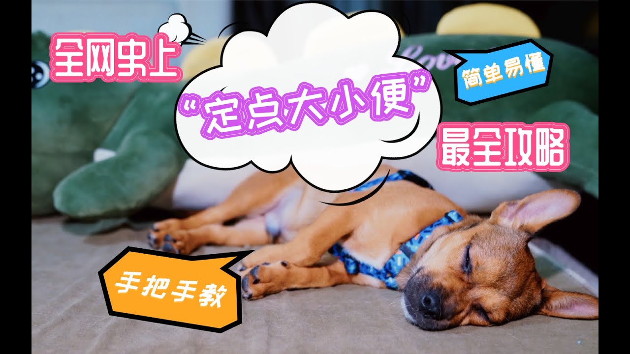“定點大小便”攻略（全乾貨）新手主人必看！！帶你和小狗子一起飛向定點大小便訓練的成功彼岸