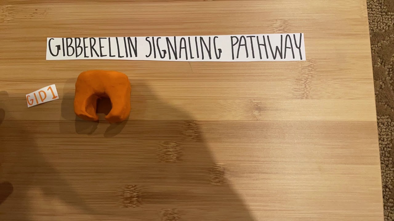 Gibberellin Signaling Pathway