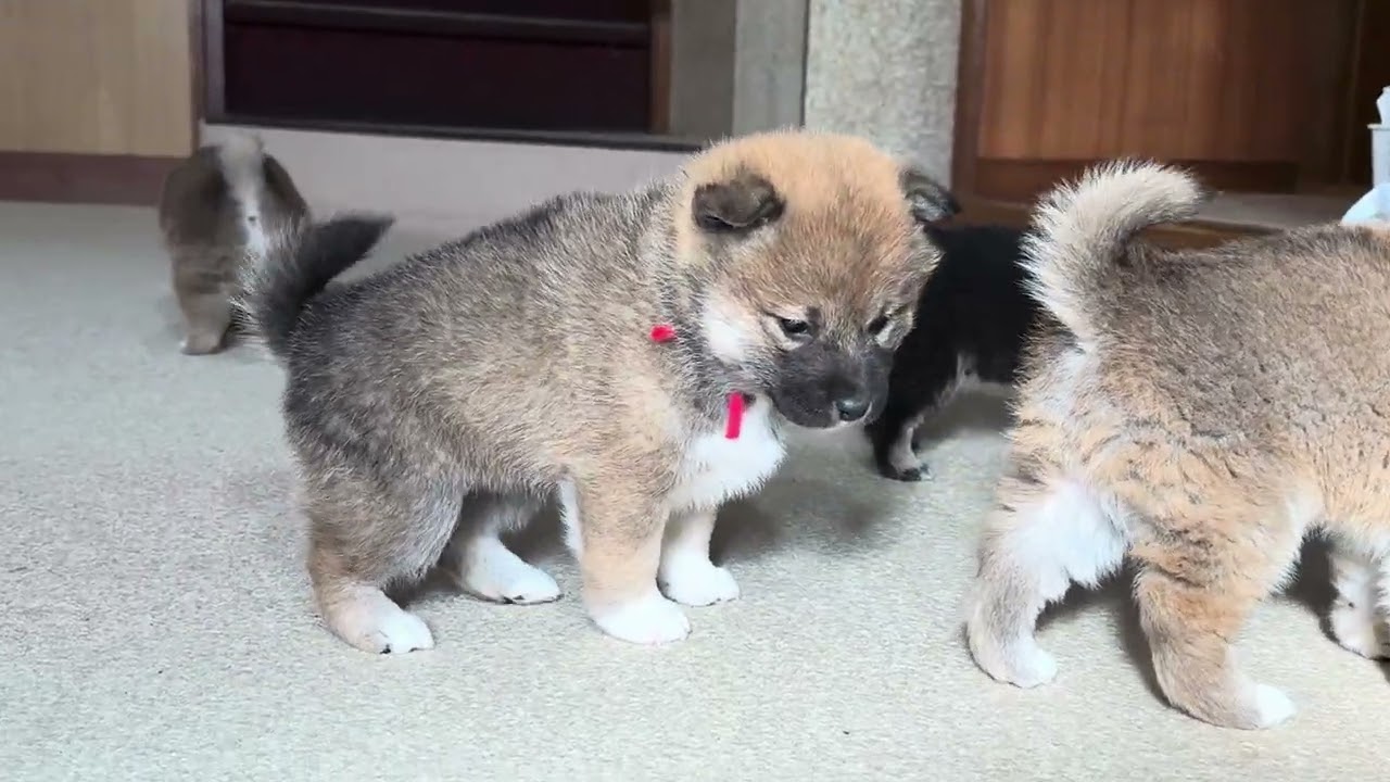 2025.12.30生まれの和希の子犬達、活発になりました。