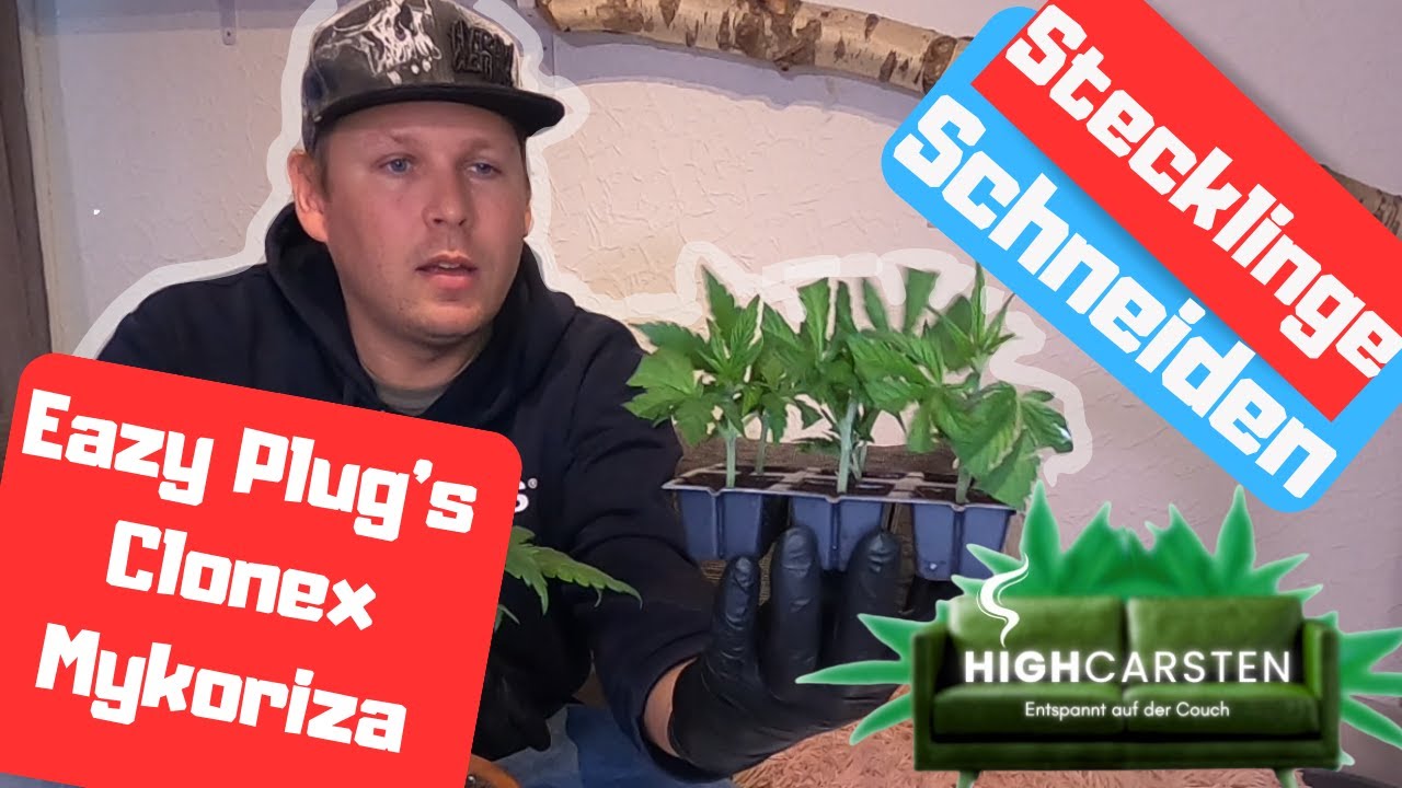 Stecklinge Schneiden, vergleich Eazy Plug's, Clonex, Mykoriza #420