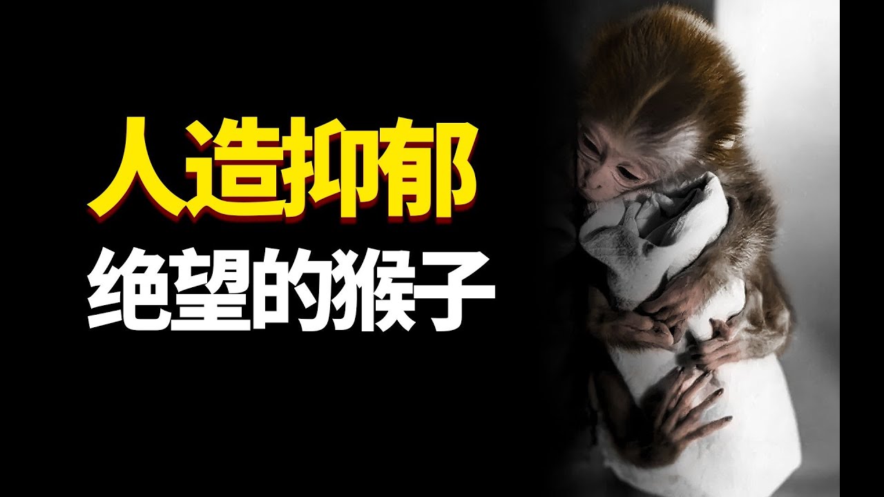 人造抑郁症？残忍心理学实验&ldquo;绝望之井&rdquo;告诉你，战胜抑郁有方法 绝望之井 B站