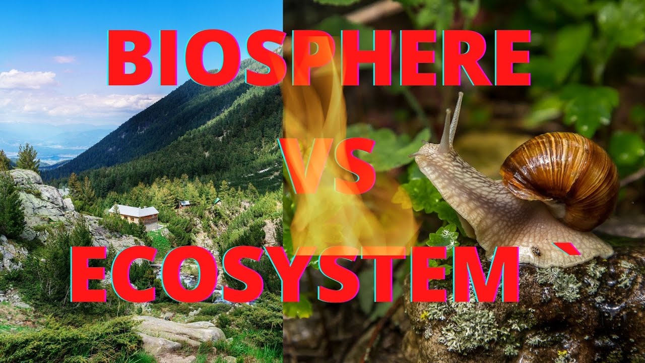 Differences between Biosphere and Ecosystem #GeographicalSight #Rafique #Geography