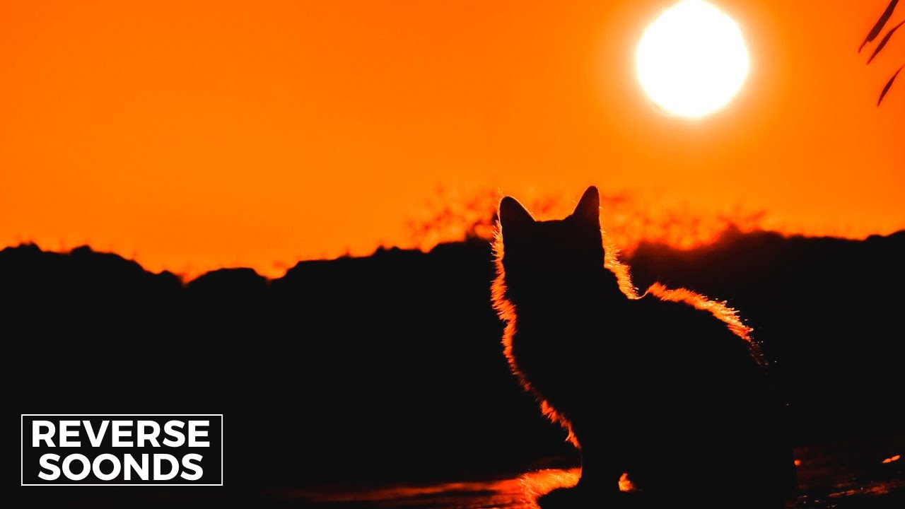 Reverse - The Weeknd - Blinding Lights