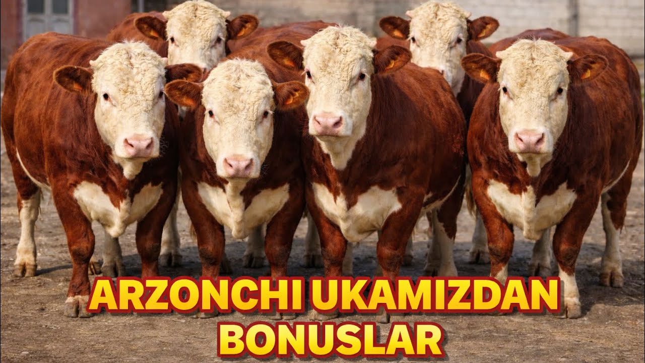 ARZONCHI UKAMIZGA YANGI BUQALAR KELDI✅✅✅13 марта 2026 г.