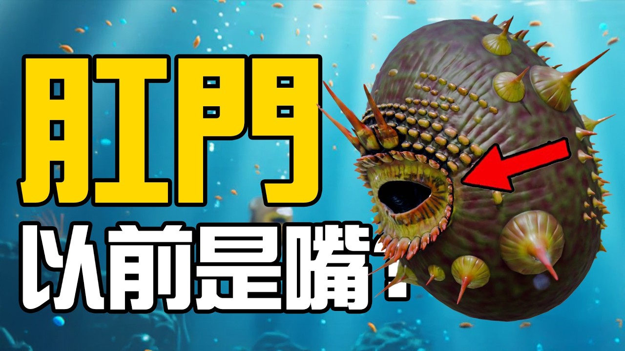 我們的祖先最開始是用“肛門”吃東西的？原來肛門還可以用來呼吸！丨黑毛羊駝