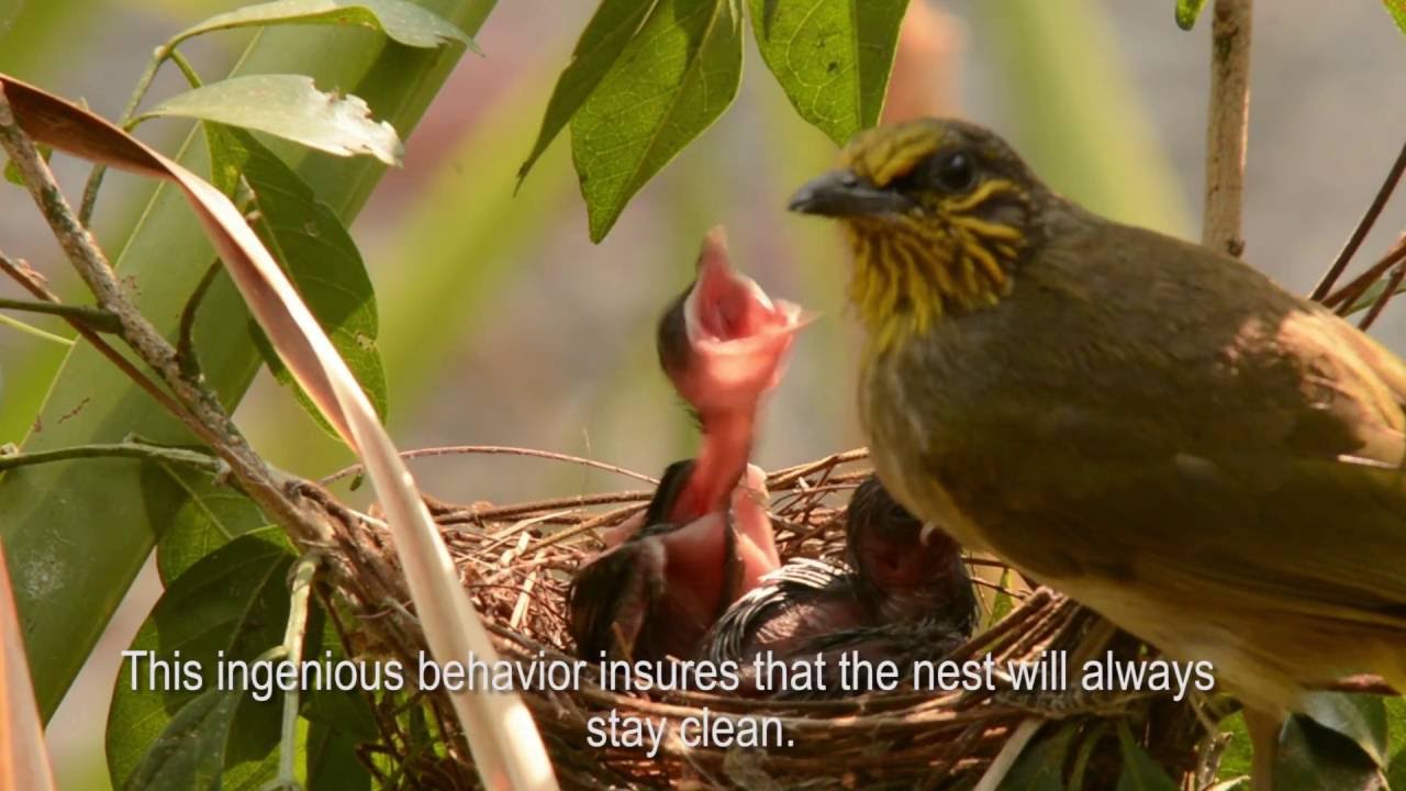 The Bulbul Bird - First time mother. Documentary
