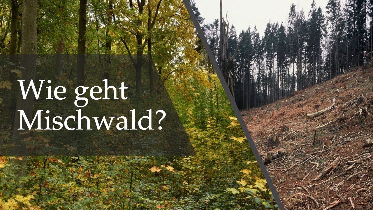 Mischwald & Enrichment