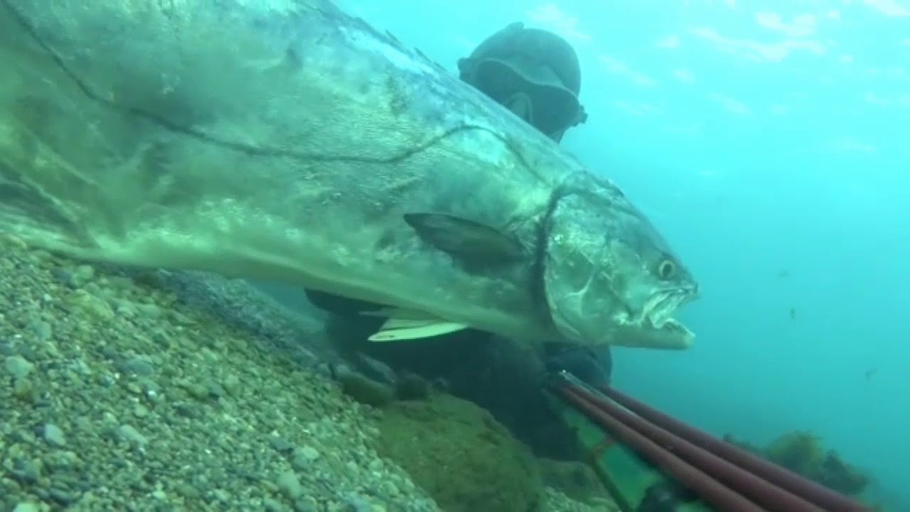 Pesca submarina en mallorca 2017, recopilatorio de ultimas capturas por bussybussub
