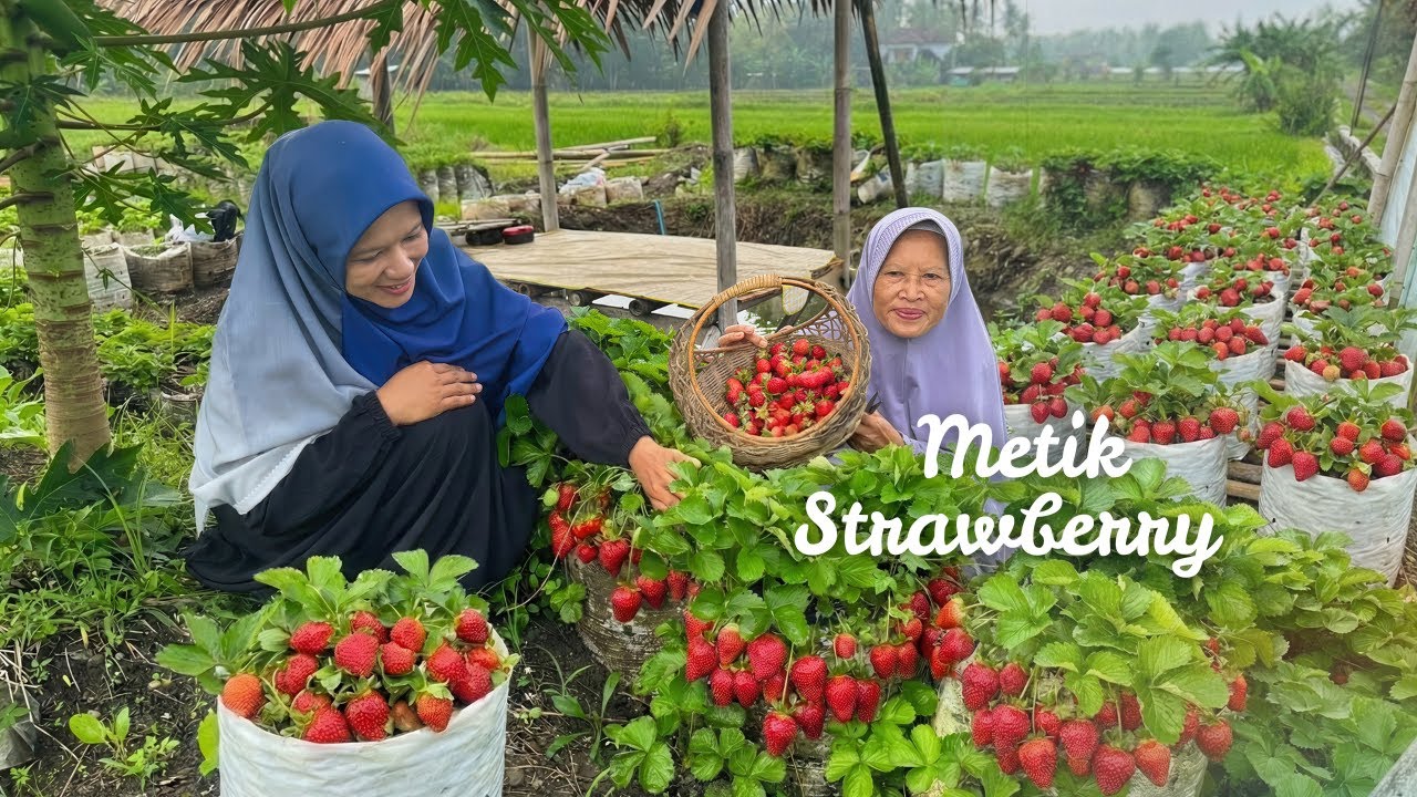 Memetik Strawberry di Kebun | Bikin Setup Strawberry Roti Tawar | Kampung Halaman