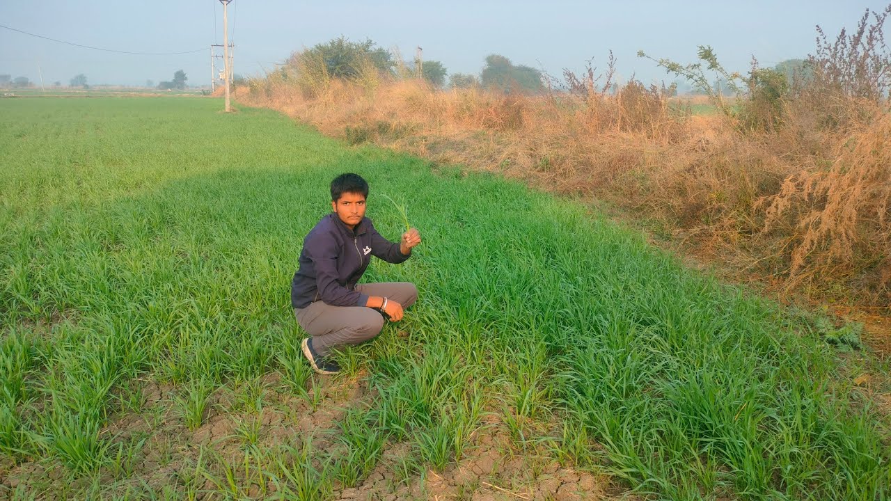 श्रीराम 303 गेहूं में शानदार रिजल्ट पानी के बाद #gheu_ki_khet #kisanmitra #wheat_farming
