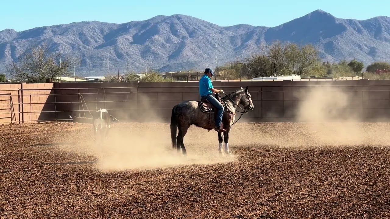 REYS OF PLAYGUN 2022 AQHA BLUE ROAN GELDING.  #blueroan #bls #headhorse #dualrey #playgun 