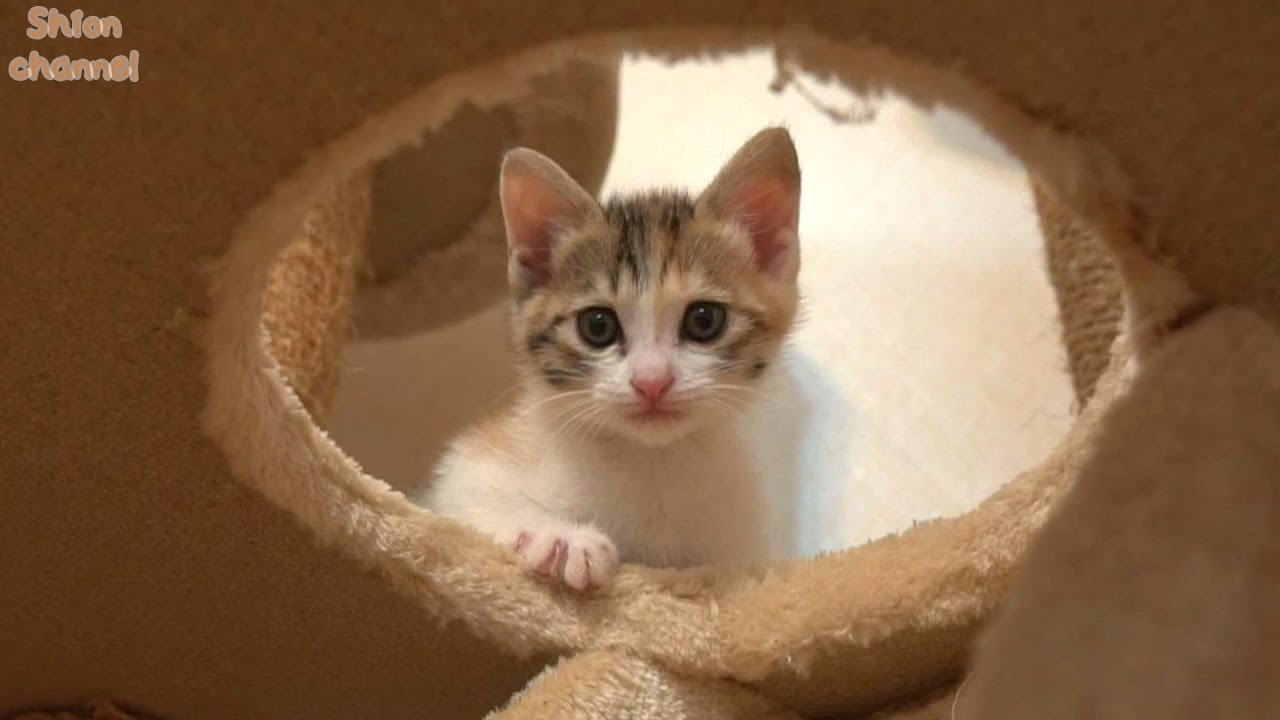 【作業中断動画10】子猫たちの日常 BGM・テロップなし【生後36～40日】【12代目おちびーず】