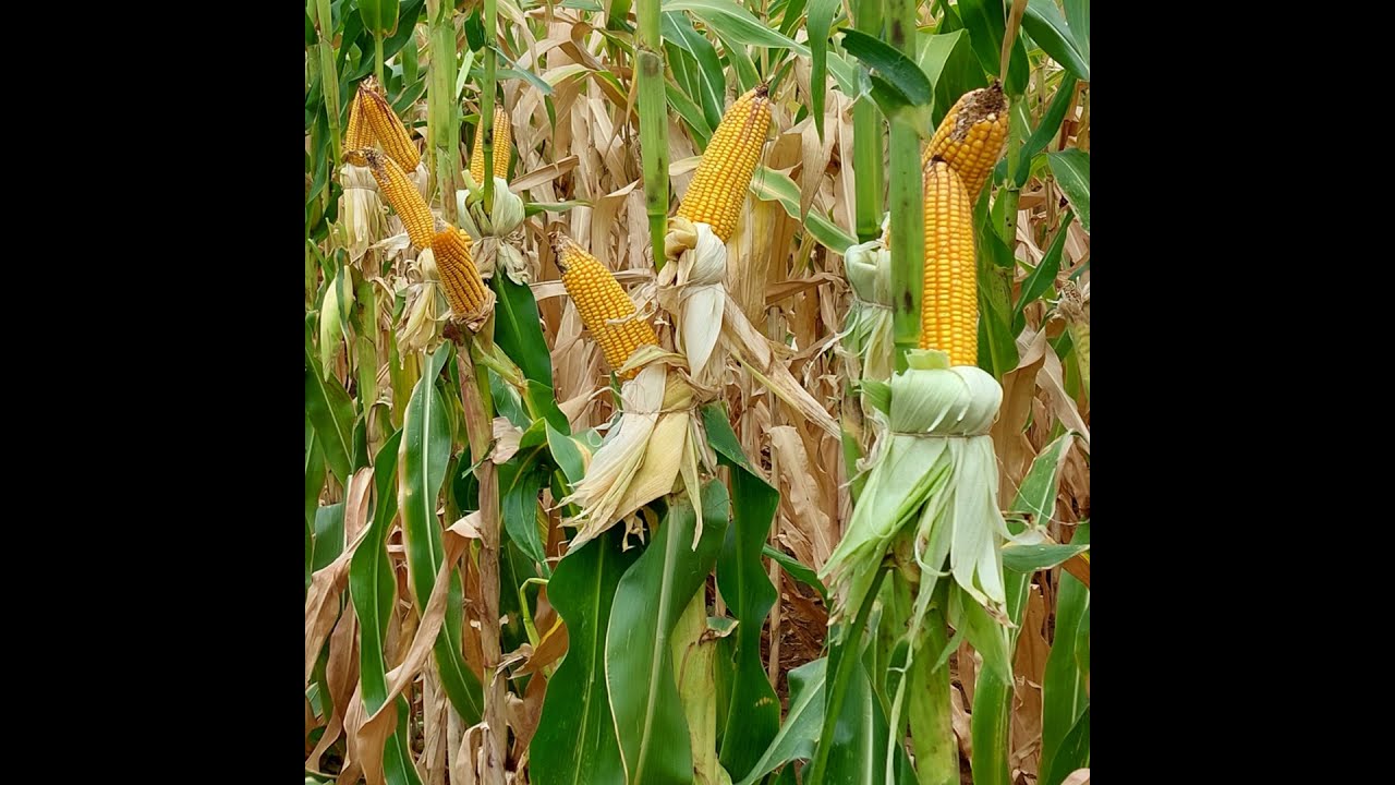 Podcast Prosa Rural - Milho Híbrido Top-Cros BRS 2107