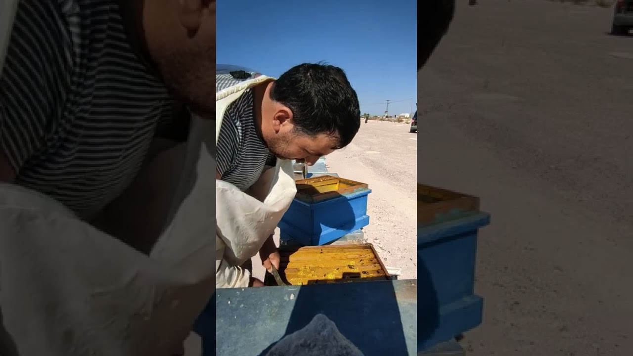 karniyol sklener bal hasatı