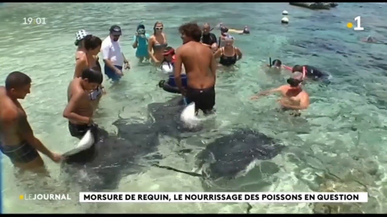 Attaque de requin à Moorea « c’était de l’opportunisme »