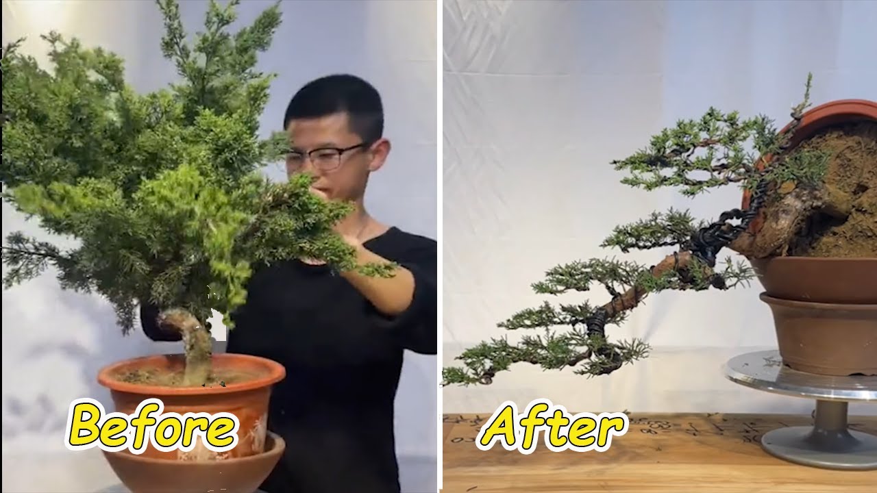 Professionally talented artisans create wonderfully beautiful bonsai gently and skillfully #01